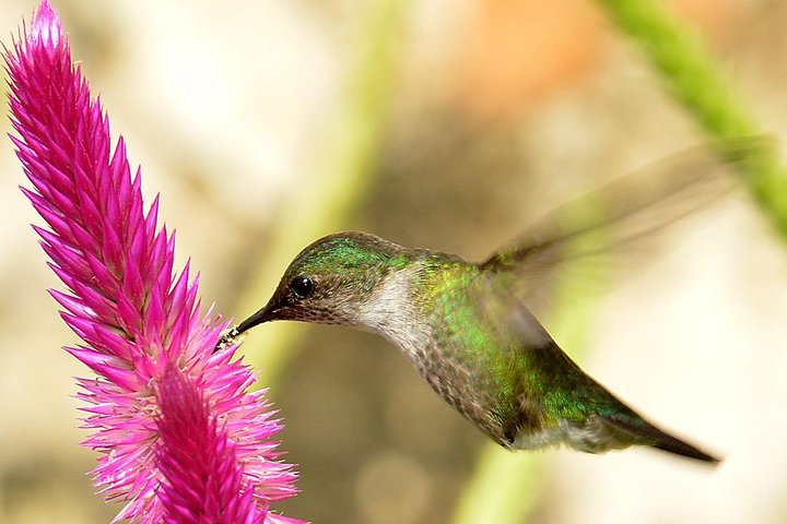 Private Birdwatching in Los Haitises National Park - Photo 1 of 12